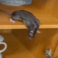 Rodent Dropping Cleanup 0